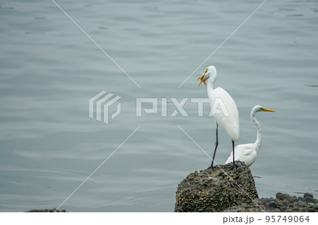 安平港濱歷史公園のダイサギ 95749064