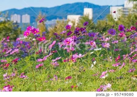 兵庫県 武庫川髭の渡しコスモス園の写真素材