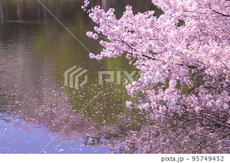 日本の春の風景 水辺の桜 日本の春の風景 水辺の桜 95749452