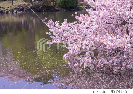 日本の春の風景 水辺の桜 日本の春の風景 水辺の桜 95749453