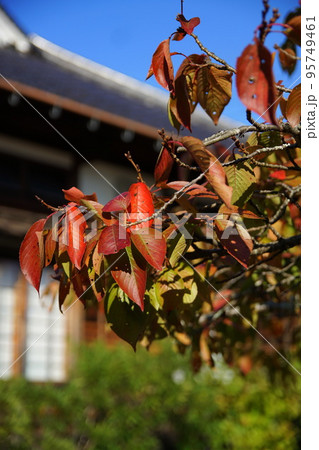 丹波篠山 紅葉の写真素材
