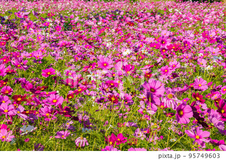 兵庫県 武庫川髭の渡しコスモス園の写真素材