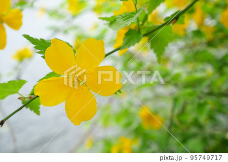 満開の一重の山吹、春の花のイメージ ~3:2バージョン 満開の一重の山吹、春の花のイメージ ~3:2バージョン 95749717