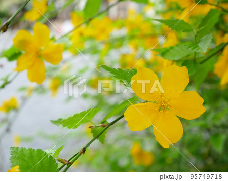 満開の一重の山吹、春の花のイメージ　 95749718