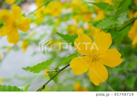 満開の一重の山吹、春の花のイメージ　～3:2バージョン 95749719