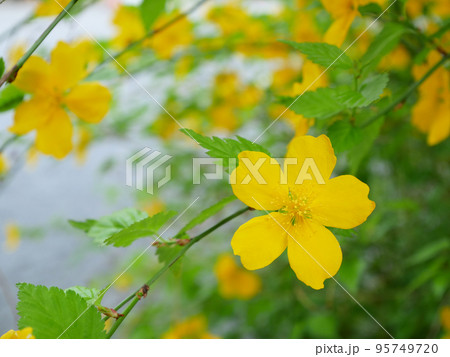満開の一重の山吹、春の花のイメージ 満開の一重の山吹、春の花のイメージ 95749720