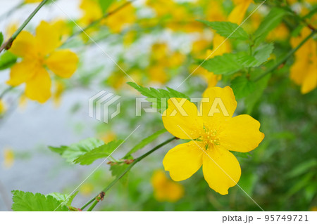 満開の一重の山吹、春の花のイメージ ~3:2バージョン 満開の一重の山吹、春の花のイメージ ~3:2バージョン 95749721