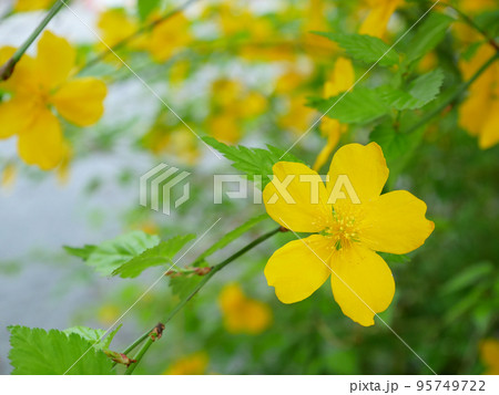 満開の一重の山吹、春の花のイメージ　 95749722