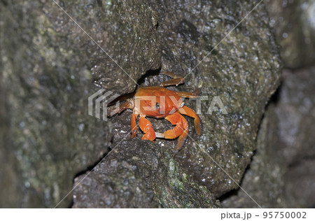 伊豆室岩洞のアカテガニ 95750002