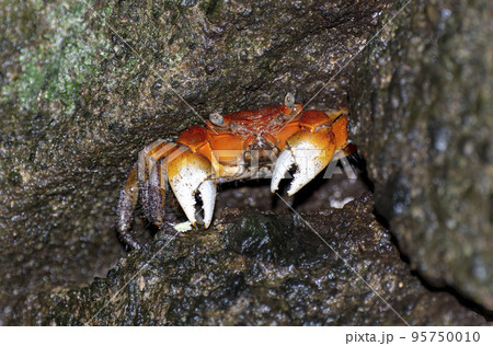 伊豆室岩洞のアカテガニ 95750010