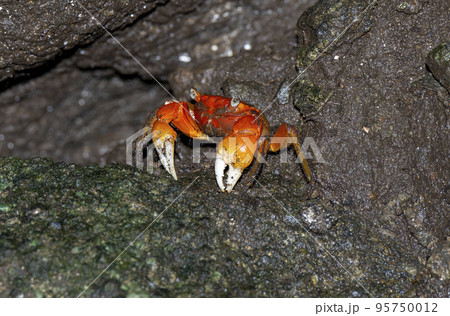 伊豆室岩洞のアカテガニ 95750012