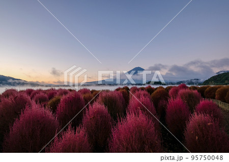 早朝の山梨県河口湖の湖畔のコキアと富士山 早朝の山梨県河口湖の湖畔のコキアと富士山 95750048