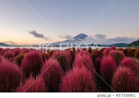 早朝の山梨県河口湖の湖畔のコキアと富士山 95750061