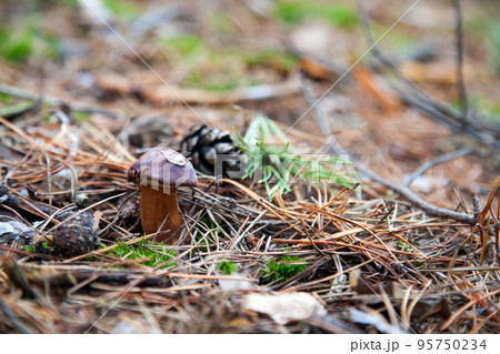 Imleria badia or Boletus badius commonly known as the bay bolete growing in pine tree forest.. 95750234