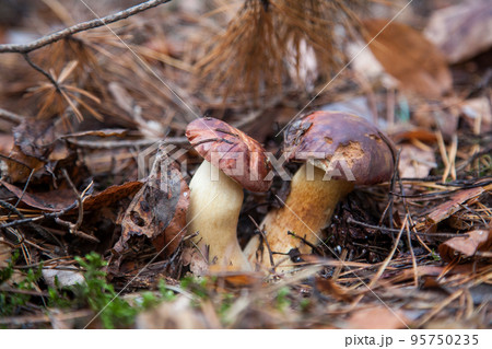 Double mushroom imleria badia commonly known as the bay bolete or boletus badius growing in pine tree forest.. Double mushroom imleria badia commonly known as the bay bolete or boletus badius growing in pine tree forest.. 95750235