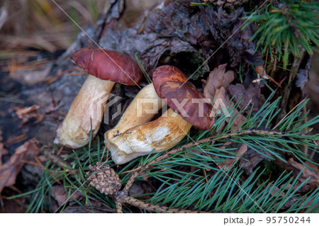 Group of wild edible bay bolete known as imleria badia or boletus badius mushroom on old hemp in pine tree forest.. 95750244