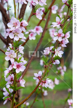 Pink flowers of the peach blossoms in garden at spring day.. 95750245