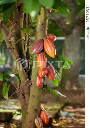 Cacao plant tree 95750334