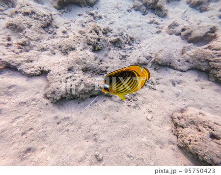 Diagonal butterflyfish (Chaetodon fasciatus) at the Red Sea coral reef.. 95750423