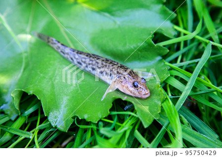 Close up view of freshwater bullhead fish or round goby fish just taken from the water on big green leaf.. Close up view of freshwater bullhead fish or round goby fish just taken from the water on big green leaf.. 95750429