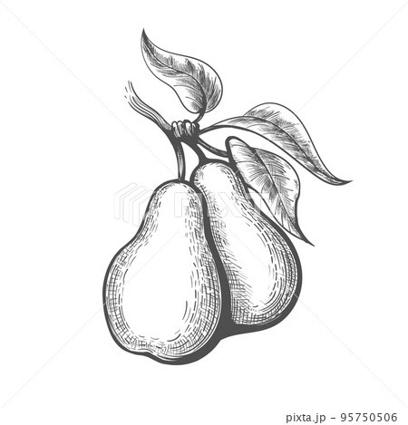 Pear engraving illustration Pear engraving illustration 95750506