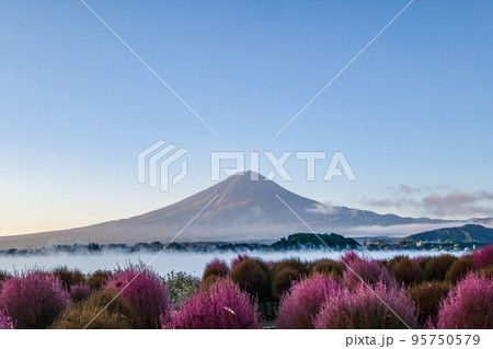 早朝の山梨県河口湖の湖畔のコキアと富士山 95750579