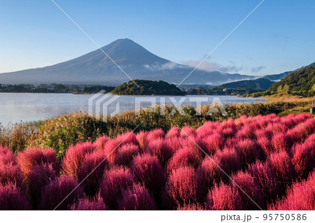 早朝の山梨県河口湖の湖畔のコキアと富士山 95750586