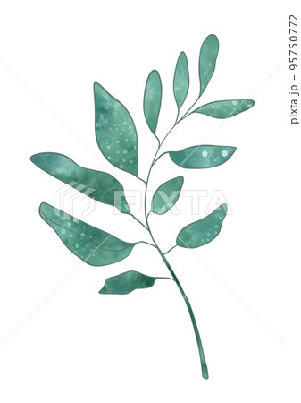 Branch leaves eco green in watercolor style on white background. Leaves on a branch to decorate the Branch leaves eco green in watercolor style on white background. Leaves on a branch to decorate the 95750772