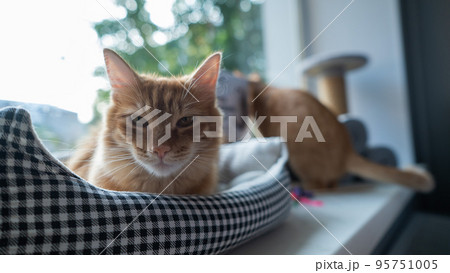 Red cat lies in a couch on the window. Red cat lies in a couch on the window. 95751005