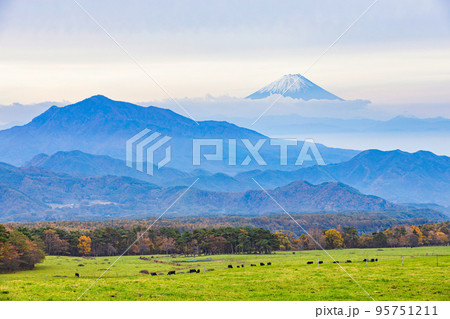 山梨県立まきば公園から見る富士山 山梨県立まきば公園から見る富士山 95751211