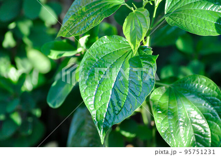 Wild Betel Leafbush , Piper sarmentosum Roxb or Piper lolot Wild Betel Leafbush , Piper sarmentosum Roxb or Piper lolot 95751231