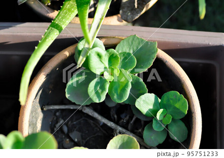 Kalanchoe , Kalanchoe tomentosa or Kalanchoe Daigremontiana or Mexican Hat 95751233