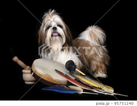 shih tzu in studio 95751240