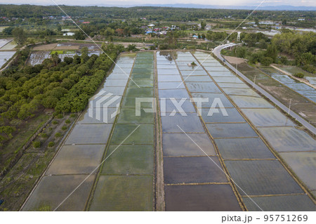 Aerial Top view from drone of the beautiful paddy fields with velvet green young sprouts in Balinese village. The traditional method for cultivating rice with flood the fields after setting young Aerial Top view from drone of the beautiful paddy fields with velvet green young sprouts in Balinese village. The traditional method for cultivating rice with flood the fields after setting young 95751269