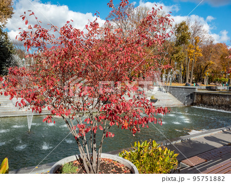 Fountains in Kharkiv city with red autumn trees Fountains in Kharkiv city with red autumn trees 95751882