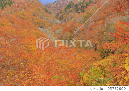 紅葉見頃な天生県立自然公園と天生湿原 紅葉見頃な天生県立自然公園と天生湿原 95752009
