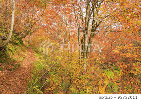 紅葉見頃な天生県立自然公園と天生湿原 95752011