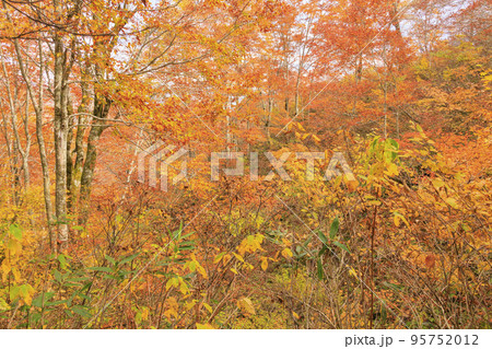 紅葉見頃な天生県立自然公園と天生湿原 紅葉見頃な天生県立自然公園と天生湿原 95752012