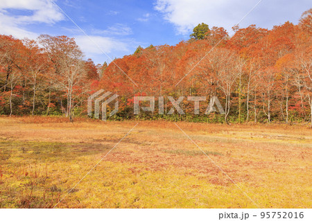 紅葉見頃な天生県立自然公園と天生湿原 95752016