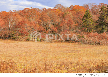 紅葉見頃な天生県立自然公園と天生湿原 紅葉見頃な天生県立自然公園と天生湿原 95752023
