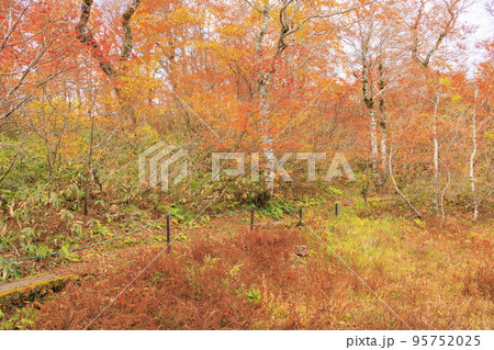 紅葉見頃な天生県立自然公園と天生湿原 紅葉見頃な天生県立自然公園と天生湿原 95752025