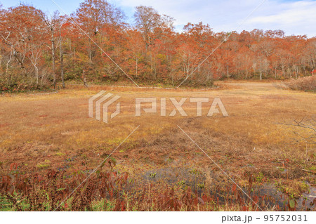 紅葉見頃な天生県立自然公園と天生湿原 95752031