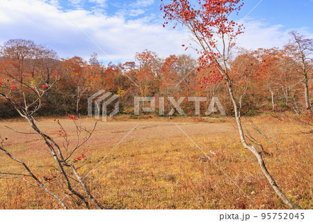 紅葉見頃な天生県立自然公園と天生湿原 紅葉見頃な天生県立自然公園と天生湿原 95752045