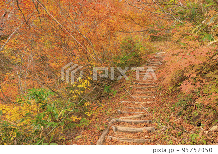 紅葉見頃な天生県立自然公園と天生湿原 紅葉見頃な天生県立自然公園と天生湿原 95752050