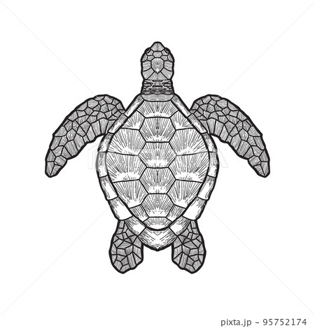 sea turtle outline isolated on white background 95752174