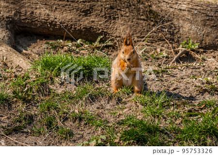 Squirrel sits on a tree Squirrel sits on a tree 95753326