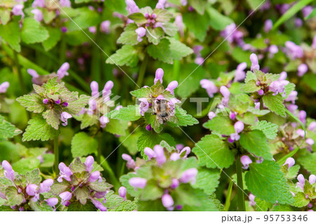 Wild park flowers 95753346