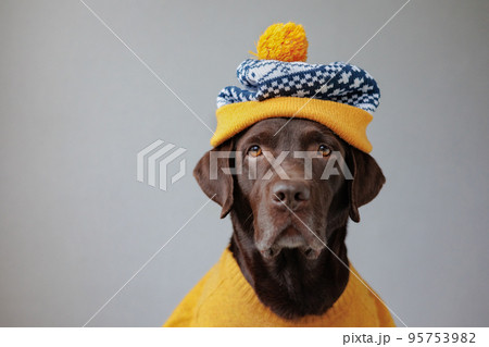 Labrador retriever dog in a yellow jacket and a yellow hat looks at the camera. dogs are like people, a pet is dressed like a person 95753982