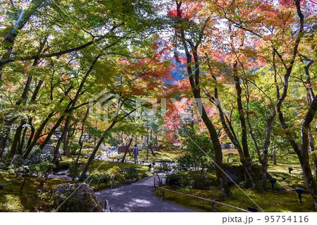 【宝厳院】獅子吼の庭の紅葉_秋の嵐山【京都の観光名所】 95754116