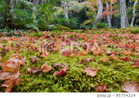 【祇王寺】秋の嵐山_京都の紅葉観光名所【平家物語に登場する悲恋の尼寺】 95754224